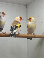 Koppel witkop majorputters '25, man split agaat., Dieren en Toebehoren, Vogels | Overige Vogels, Meerdere dieren, Wildzangvogel