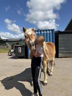 verzorgpony gezocht/ verzorger aangeboden!!, Dieren en Toebehoren, Ophalen of Verzenden