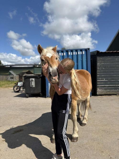 verzorgpony gezocht/ verzorger aangeboden!!, Dieren en Toebehoren, Paarden en Pony's | Verzorgingsproducten, Ophalen of Verzenden