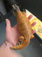 Uromastyx nigriventris koppel, Hagedis, 3 tot 6 jaar
