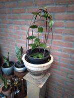 Hoya carnosa (Grote wasbloem), Huis en Inrichting, Kamerplanten, Ophalen, Overige soorten, Minder dan 100 cm