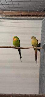 Koppel Barraband in Cinnamon, Meerdere dieren, Parkiet, Geringd