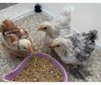 Cochin ~ kriel Hennen,  jonge kipjes  verschillende kleuren, Vrouwelijk, Kip