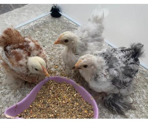 Cochin ~ kriel Hennen,  jonge kipjes  verschillende kleuren, Dieren en Toebehoren, Pluimvee, Kip, Vrouwelijk