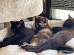 3 mooie kittens, Kater, Ontwormd