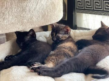 3 mooie kittens beschikbaar voor biedingen