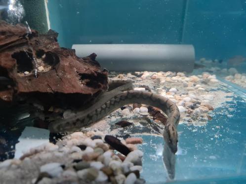 Mastacembelus Armatus, stekelaal, bandenspoor aal, Dieren en Toebehoren, Vissen | Aquariumvissen, Zoetwatervis, Vis