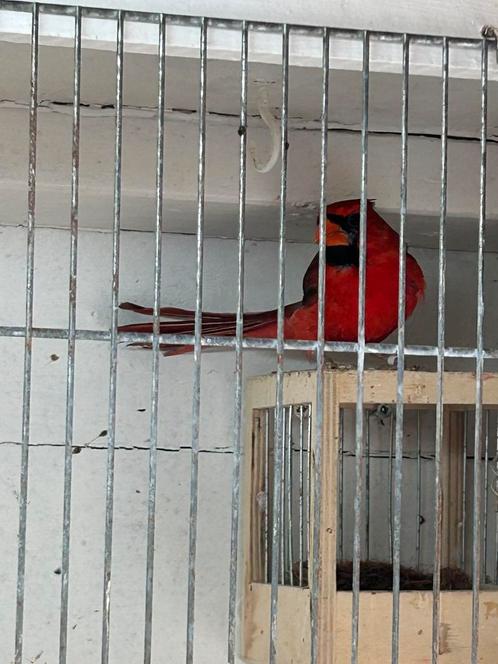 1-0 rode kardinaal, Dieren en Toebehoren, Vogels | Overige Vogels, Tropenvogel, Meerdere dieren, Geringd