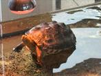 Waterschildpad met aquarium 80x30x40, pomp en warmtelamp, Dieren en Toebehoren, Reptielen en Amfibieën | Toebehoren, Ophalen, Overige typen