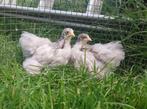 Trio jonge Cochinkrielen wit en bobtail, Meerdere dieren, Kip
