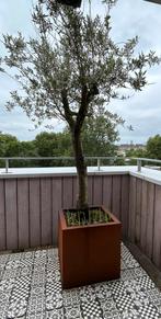 2 trees for sale (on balcony), Tuin en Terras, Planten | Tuinplanten, Ophalen, Zomer, Overige soorten