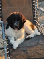 Friese stabij pup ( blije ei )., Dieren en Toebehoren, Honden | Retrievers, Spaniëls en Waterhonden, Rabiës (hondsdolheid), Overige rassen