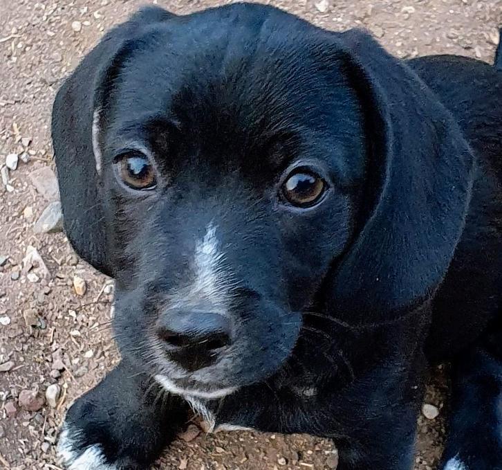 Binky, een lief klein mannetje, Dieren en Toebehoren, Honden | Retrievers, Spaniëls en Waterhonden, Reu, Overige rassen, Particulier
