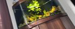 Juwel vision 350, Dieren en Toebehoren, Vissen | Aquaria en Toebehoren, Ophalen, Leeg aquarium