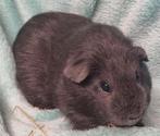 Diverse jonge cavia zeugjes, Dieren en Toebehoren, Vrouwelijk, Tam, Maart, Cavia