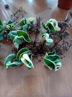 Hoya Compacta Variegata stekjes, Ophalen of Verzenden, Minder dan 100 cm, Overige soorten, Zomer