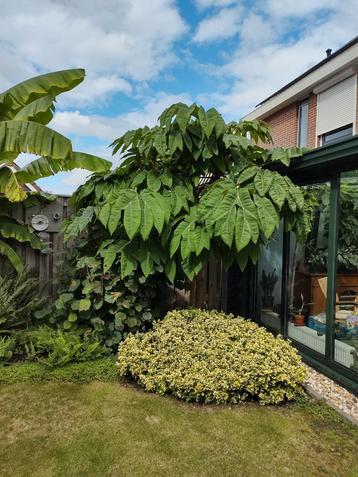 2 mooie gezonde Rijstpapierplant Terrapanax papyrifera Giant beschikbaar voor biedingen