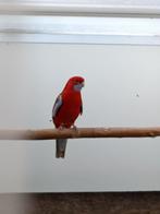 Pennant rosella pop, Dieren en Toebehoren, Vogels | Parkieten en Papegaaien, Vrouwelijk, Parkiet, Geringd
