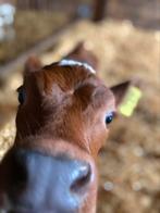 Pachtbedrijf gezocht per direct, Zakelijke goederen, Agrarisch | Agrarisch Onroerend goed, Ophalen