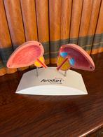 Anatomisch model blaas en prostaat, Antiek en Kunst, Ophalen of Verzenden