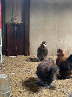 Gratis USA zijdehoen handn ZSM ophalen, Mannelijk, Kip