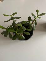 Crassula Ovata (Jadeplant) in pot. Vijf verschillende, Huis en Inrichting, Kamerplanten, Ophalen