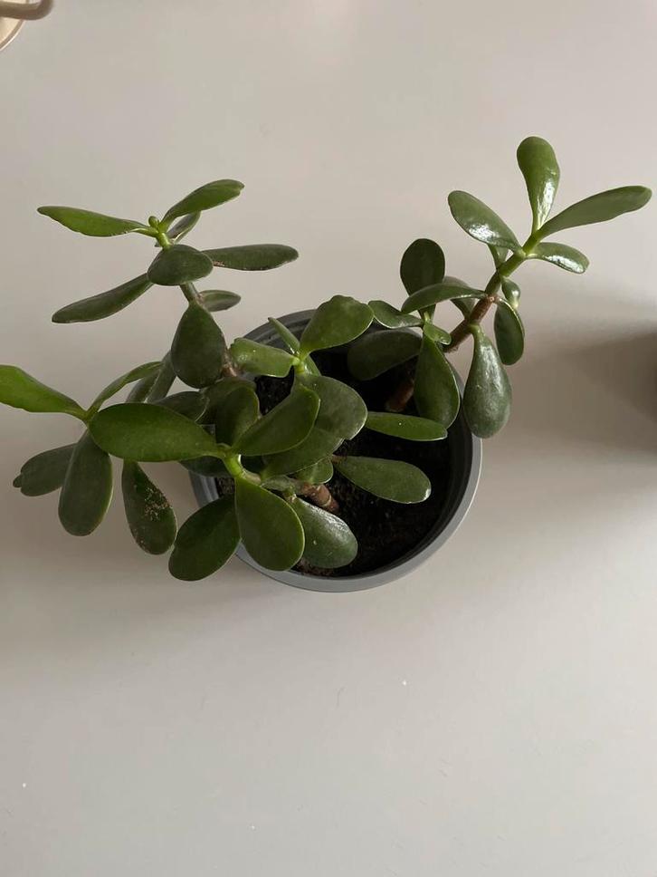 Crassula Ovata (Jadeplant) in pot. Vijf verschillende, Huis en Inrichting, Kamerplanten, Ophalen