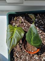 Alocasia regal shield plantjes, Huis en Inrichting, Kamerplanten, Ophalen of Verzenden, Overige soorten, Minder dan 100 cm