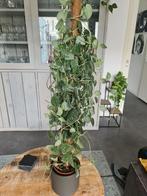 Prachtige scindapsus pictus 110 cm hoog, Huis en Inrichting, Kamerplanten, 100 tot 150 cm, Halfschaduw, Ophalen
