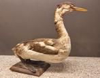Opgezette Fuut - taxidermie watervogel, Verzamelen, Dierenverzamelingen, Ophalen, Gebruikt, Vogel, Opgezet dier