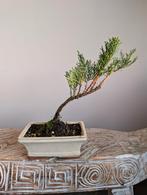 Juniperus pre Bonsai, Ophalen of Verzenden, Overige soorten, Halfschaduw