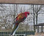 Opaline pastell man, Dieren en Toebehoren, Vogels | Parkieten en Papegaaien, Mannelijk, Parkiet