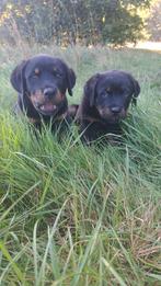 Rottweiler pups mogen naar nieuw huisje, Dieren en Toebehoren, Rabiës (hondsdolheid), 8 tot 15 weken, Groot, Meerdere
