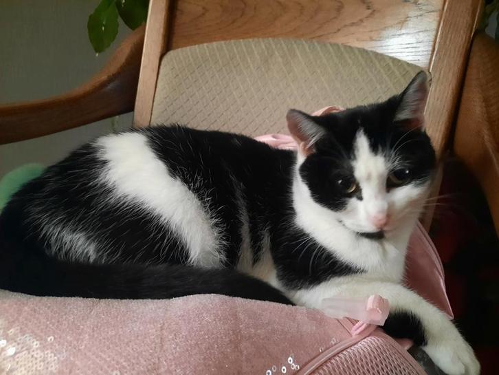 Boerderij kitten poesje 6 maand oud wit en zwart, Dieren en Toebehoren, Katten en Kittens | Overige Katten, Kortharig, Poes, 0 tot 2 jaar