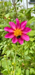 Dahlia 15, Tuin en Terras, Ophalen, Zomer, Overige soorten, Volle zon