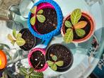 Plantjes Madagascar jewel stekjes, Ophalen