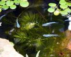 Medaka (vijver) visjes - Japanse rijstvisjes Oryzias latipes, Dieren en Toebehoren, Vissen | Aquariumvissen, Vis, Zoetwatervis