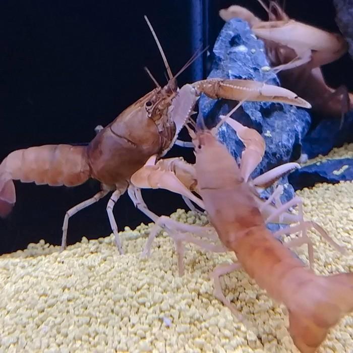 Cherax holthuisii, Dieren en Toebehoren, Vissen | Aquariumvissen, Vis