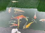 Koi's te koop, Dieren en Toebehoren, Vissen | Vijvervissen, Karper of Koi