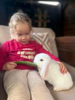 Schattige raszuivere Minilop konijntjes met blauwe oogjes, Dieren en Toebehoren, Konijnen, Meerdere dieren, Middelgroot, 0 tot 2 jaar