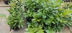 Bomenopruiming. Restant van 15 laurier struiken 40/100 cm, Tuin en Terras, Planten | Struiken en Hagen, Ophalen of Verzenden, Laurier