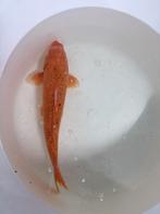 Mooie oranje koi, Dieren en Toebehoren, Vissen | Vijvervissen, Karper of Koi