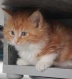 Maine Coon kittens klaar voor vertrek, Dieren en Toebehoren, Katten en Kittens | Raskatten | Langhaar, Meerdere dieren