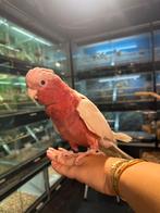 Super lieve tamme jonge lutino kaketoe., Dieren en Toebehoren, Vogels | Parkieten en Papegaaien, Meerdere dieren, Papegaai, Geringd