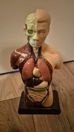 Anatomisch model van menselijke torso - Educatief, Ophalen of Verzenden, Nieuw