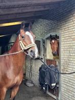 Verzorgster gezocht voor twee lieve merries!, Dieren en Toebehoren, Stalling en Weidegang, 2 of 3 paarden of pony's