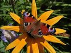 Gratis Beplantingsplan bij afname van planten, Ophalen of Verzenden, Vaste plant