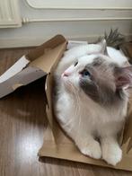Schattige,aardige katten willen jou! Twijfel niet kom, Dieren en Toebehoren, Katten en Kittens | Raskatten | Langhaar, Poes, Ontwormd