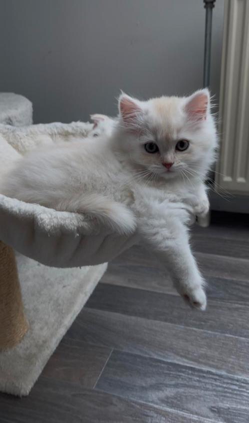 Britse korthaar kitten – 3 maanden oud, Dieren en Toebehoren, Katten en Kittens | Raskatten | Langhaar, Kater