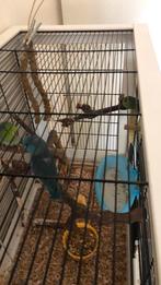 Jonge forpussen groen em blauw, Dieren en Toebehoren, Vogels | Parkieten en Papegaaien, Meerdere dieren, Parkiet